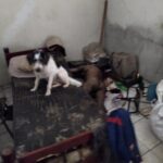 PM do Amazonas prende suspeito de matar companheira na zona Leste de Manaus