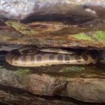 Prefeitura de Manaus passa a cobrar compensação por construções irregulares