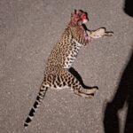 Polícia Civil prende quadrilha especializada em roubos a residências em Manaus